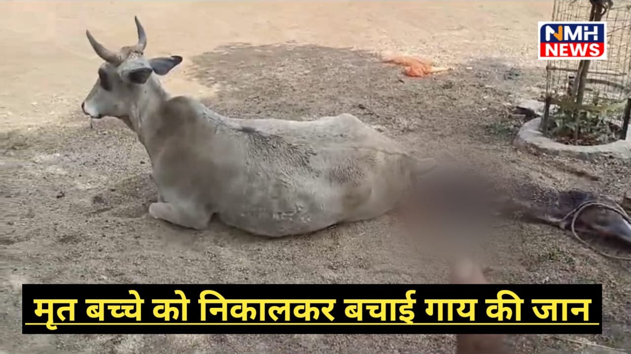 नीमच में गाय के पेट में फंसा था बच्चा, विहिप के कार्यकर्ताओं ने मृत बच्चे को निकाल कर बचाई गाय की जान